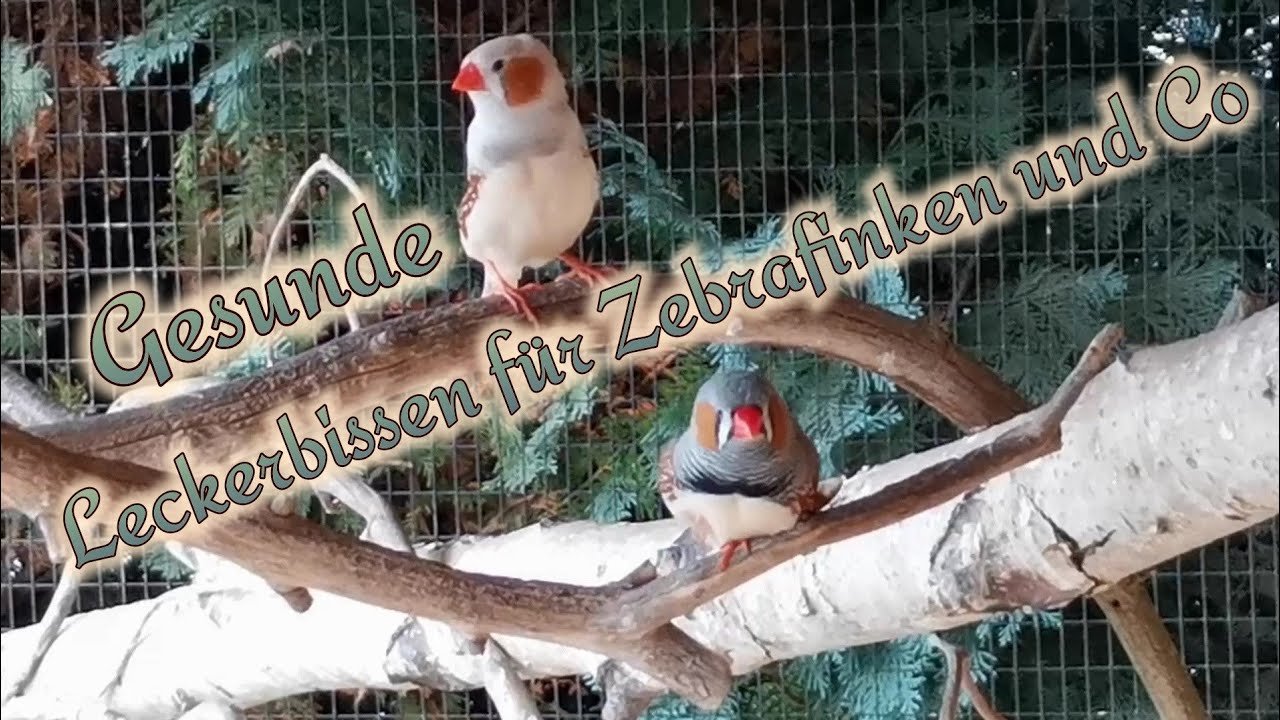 Fütterung von Gartenvögel und Kanarienvögel , Zebrafinken / Fränkis Vogelwelt in Voliere und Garten