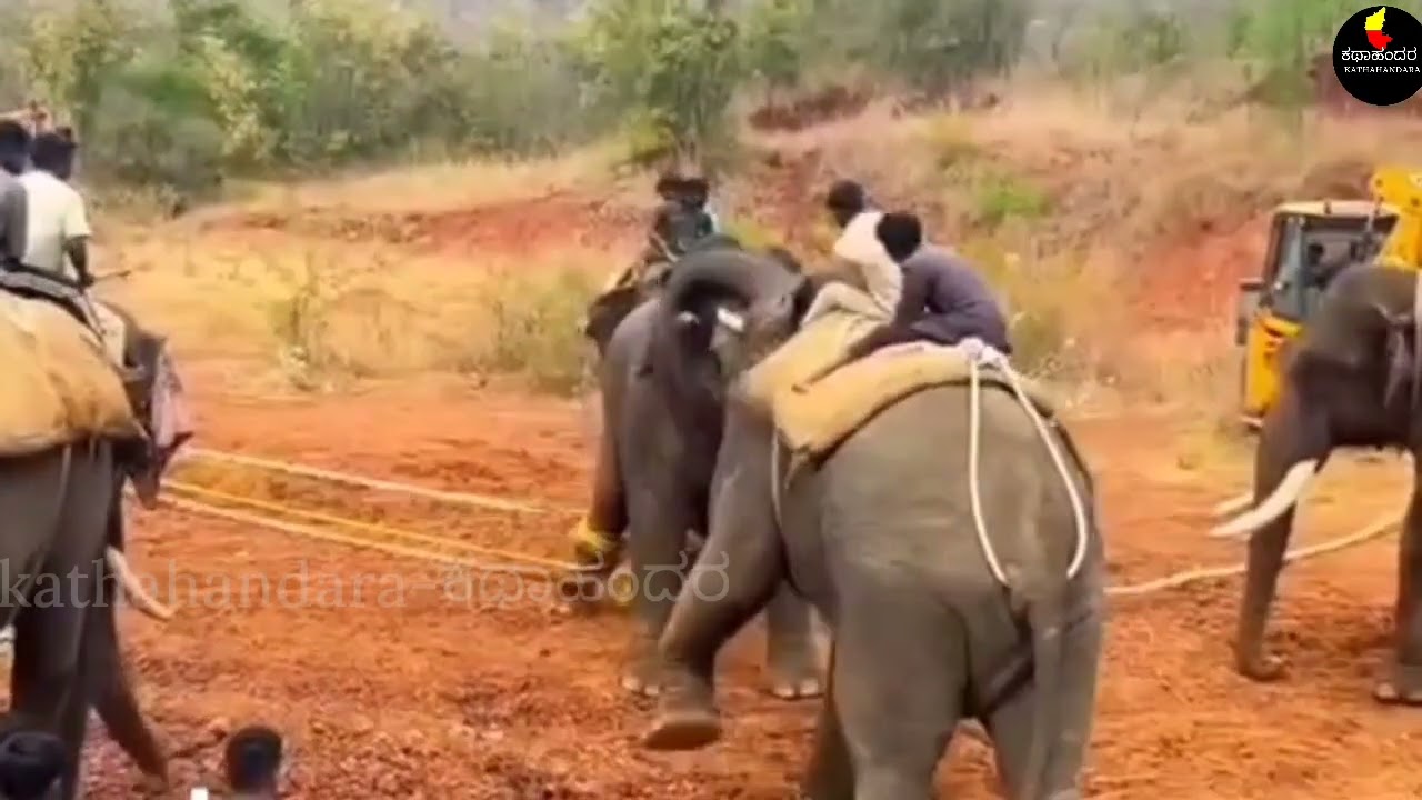 ಸುಗ್ರೀವ, ಧನಂಜಯ, ಆನೆಗಳ ತಂಡಕ್ಕೆ ಸೇರೆಯಾದ ಮಕಾನ ಆನೆ | channapatna | ramanagara