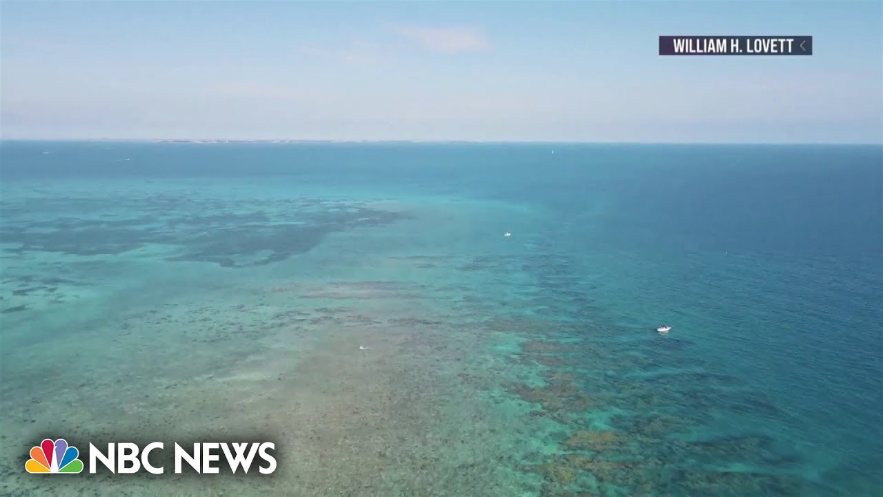 Record summer heat endangering coral reefs near Miami