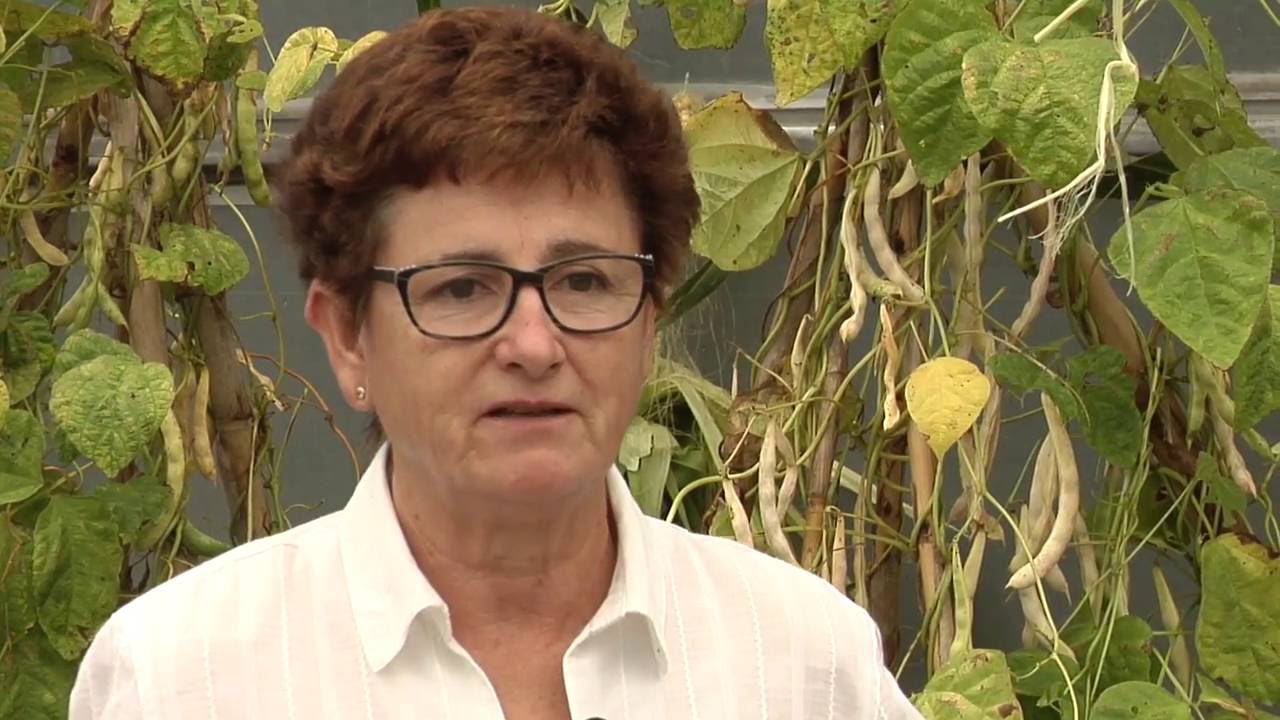 BBK AZOKA - Begoña Lumbreras - MOMOITIO BASERRIA, la alubia más tradicional