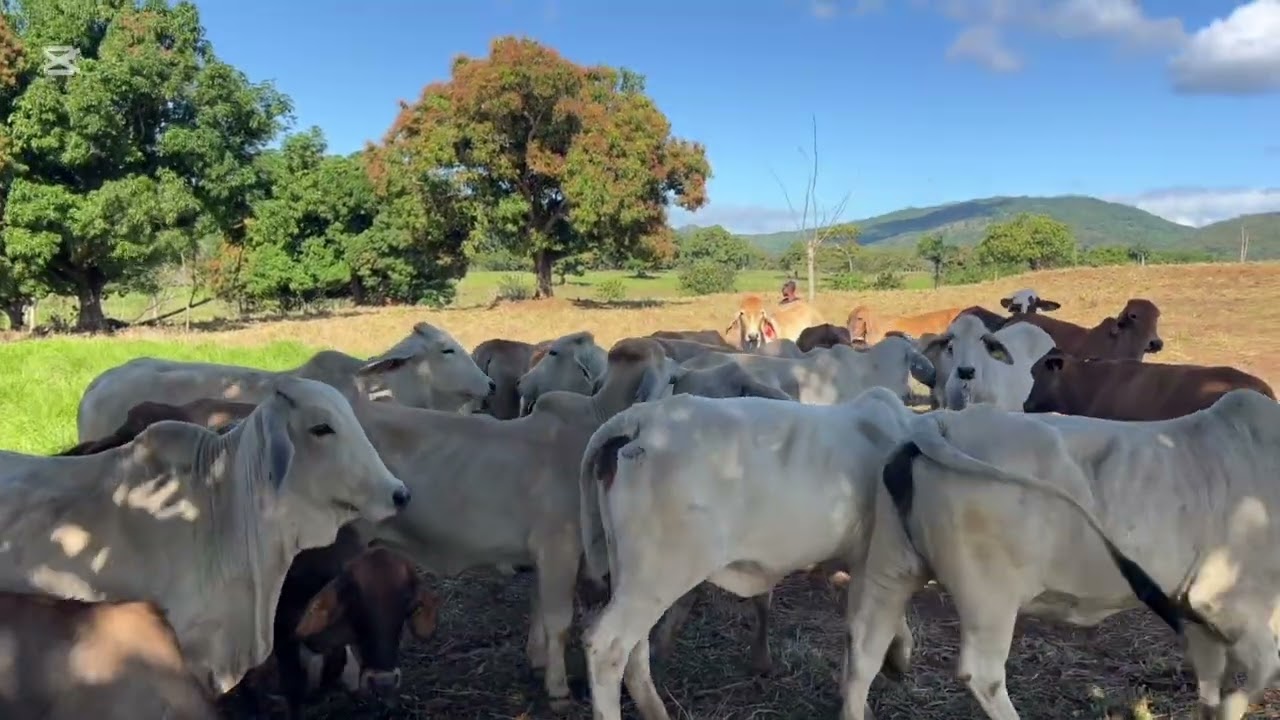 #CERCOMOVIL MOVIENDO EL CERCO MÓVIL 💯 efectivo 🤠