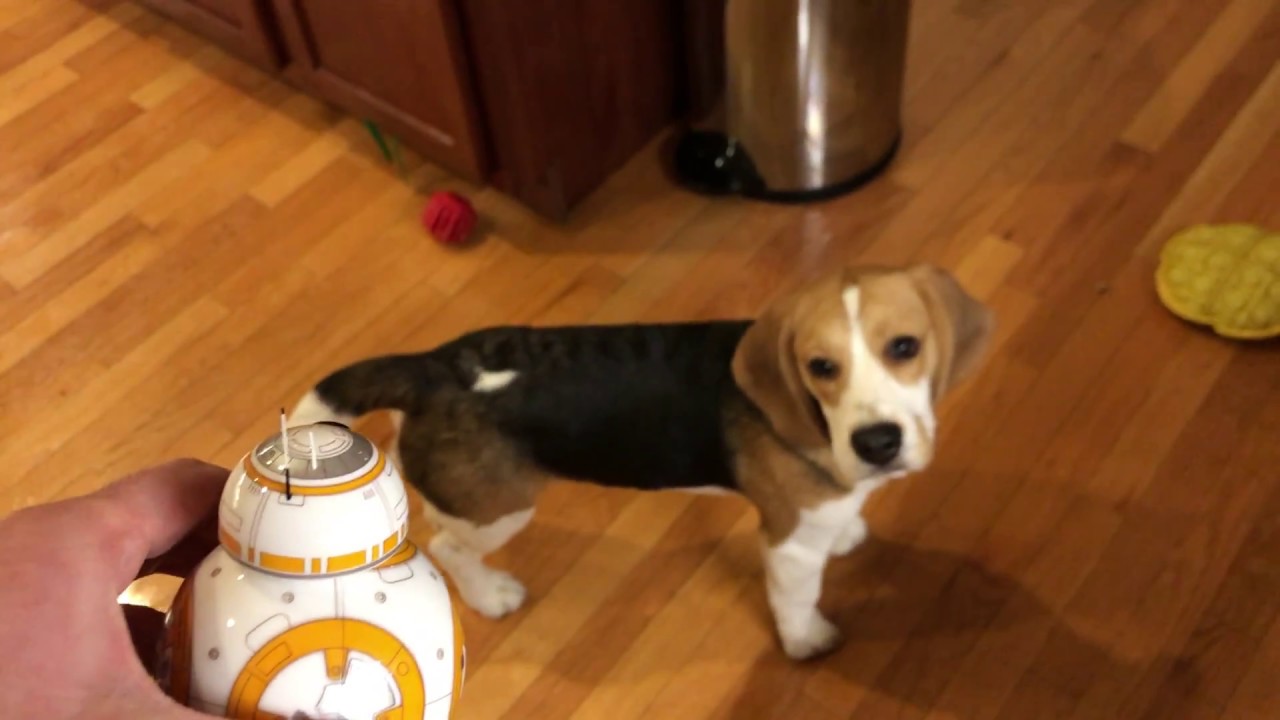 Beagle puppy meets Star Wars BB-8 droid