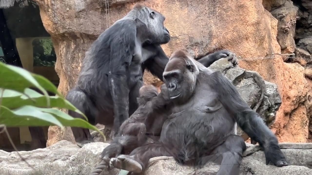 gorilla ママの腕の中で夢心地のスモモ【2023年‎4月】【上野動物園】ゴリラ💗