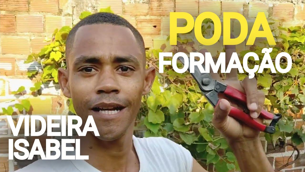 1° Poda de FORMAÇÃO da Uva Isabel Comum