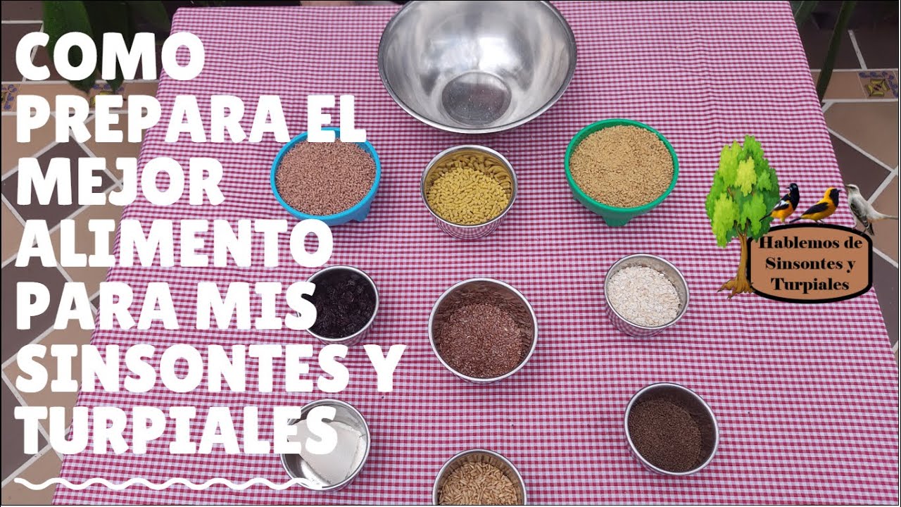 COMO PREPARAR EL MEJOR ALIMENTO PARA SINSONTES / CENZONTLES Y TURPIALES