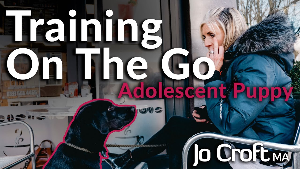 Training On-The-Go with my Adolescent Puppy | Socialisation