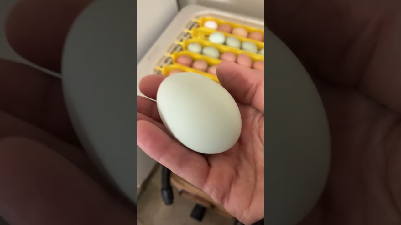 Time to incubate some eggs ￼from Yesterday’s Farm