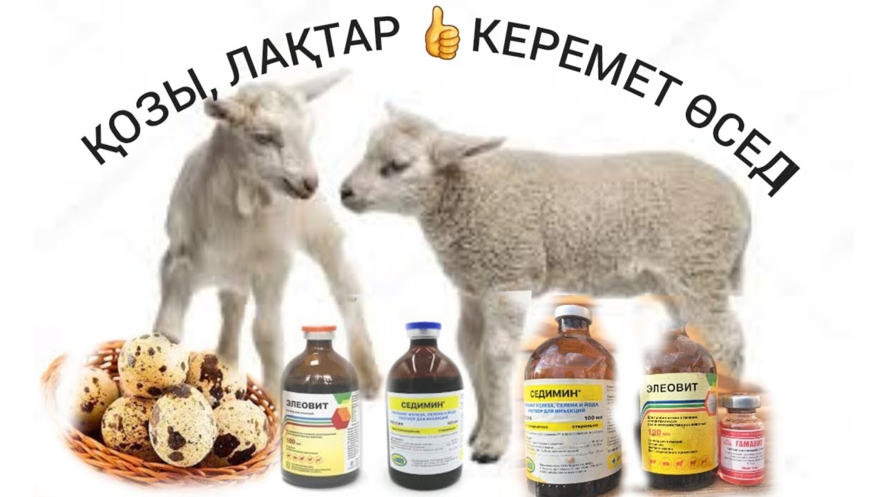 ЛАҚ,  ҚОЗЫ , ҚОЙ , ЕШКІЛЕРІҢІЗ ТЕЗ ӨСЕТІН КЕРЕМЕТ ӘДІС👍ЖЕТІМ ЛАҚ,  ҚОЗЫ, БҰЗАУЛАРҒА ӘСЕРІ КҮШТІ