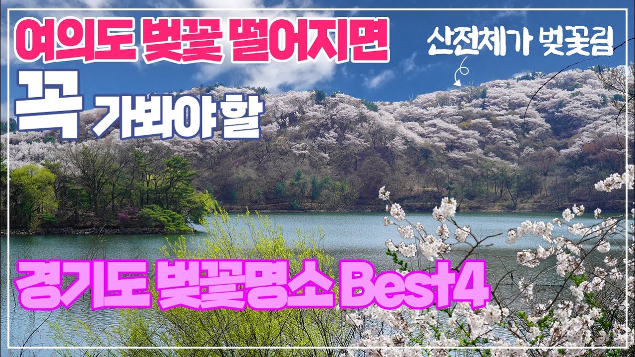 죽기전에 꼭 가봐야될 경기도 벚꽃명소 베스트4 | 여의도 석촌호수 벚꽃 떨어지면 여기 무조건 가세요!! | 벚꽃이 숲을 이루는 바로 그곳