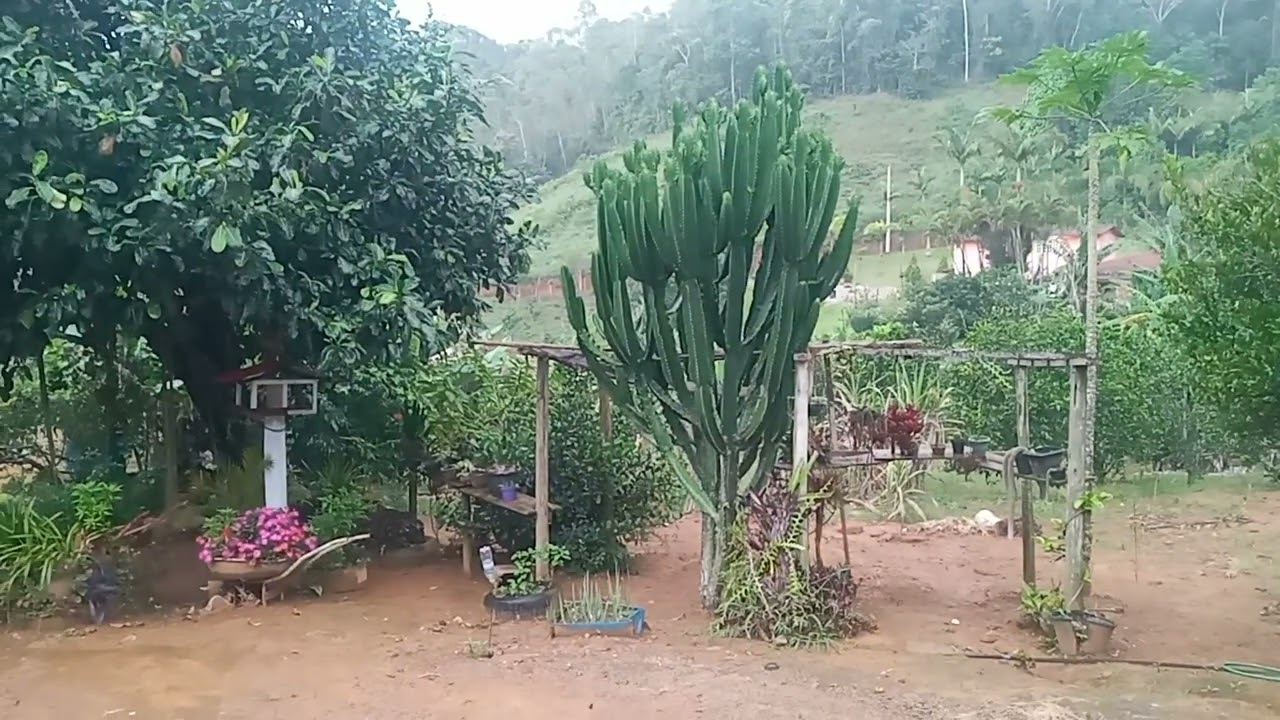 Chuva abençoada 