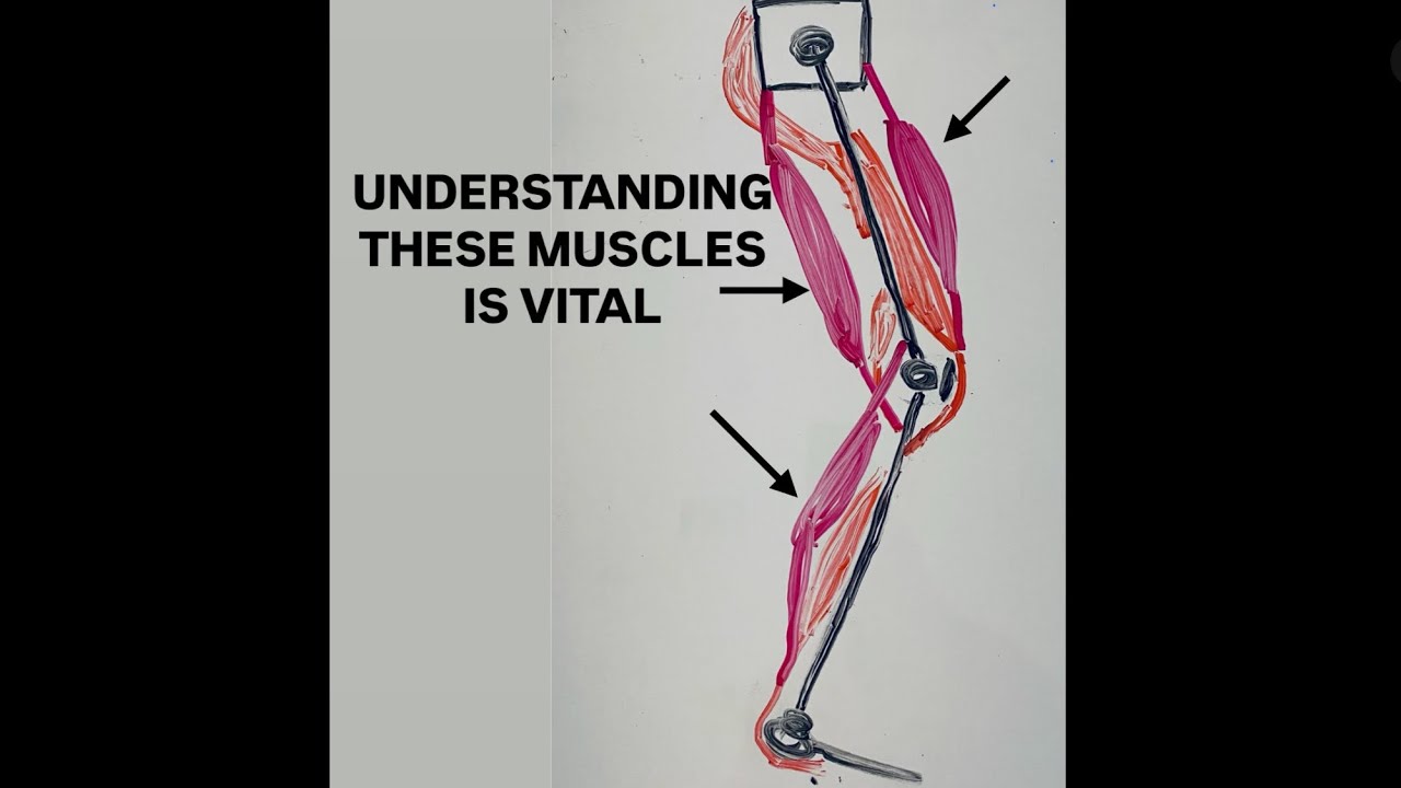 MUSCLE SYNERGY  (people ignore this)