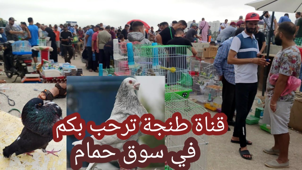 سوق الحمام يقرب لكم أتمنة الحمام🕊️🐦التي أصبحت مؤسفة 😱ولا للغلاء في منتوجات😭❓❓ palomas de Maroc