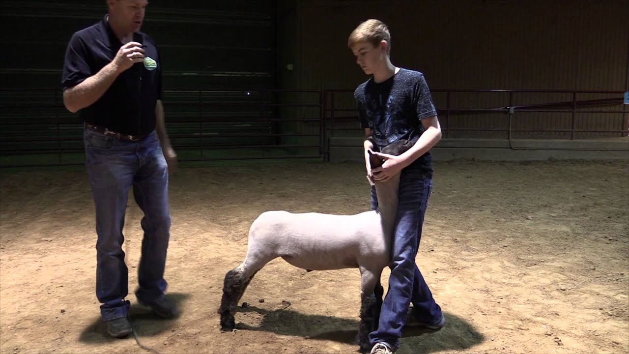 Sheep Series Showmanship