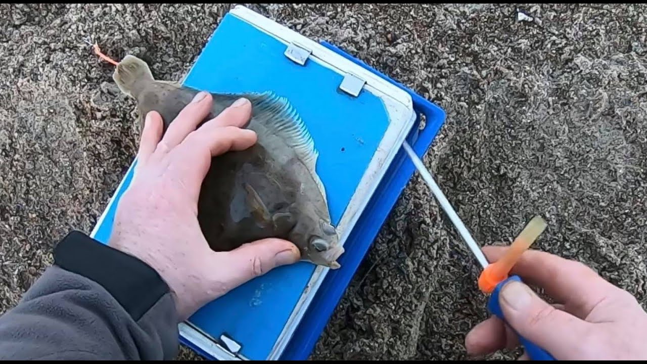 Guide to winter shore fishing for flatfish and cod