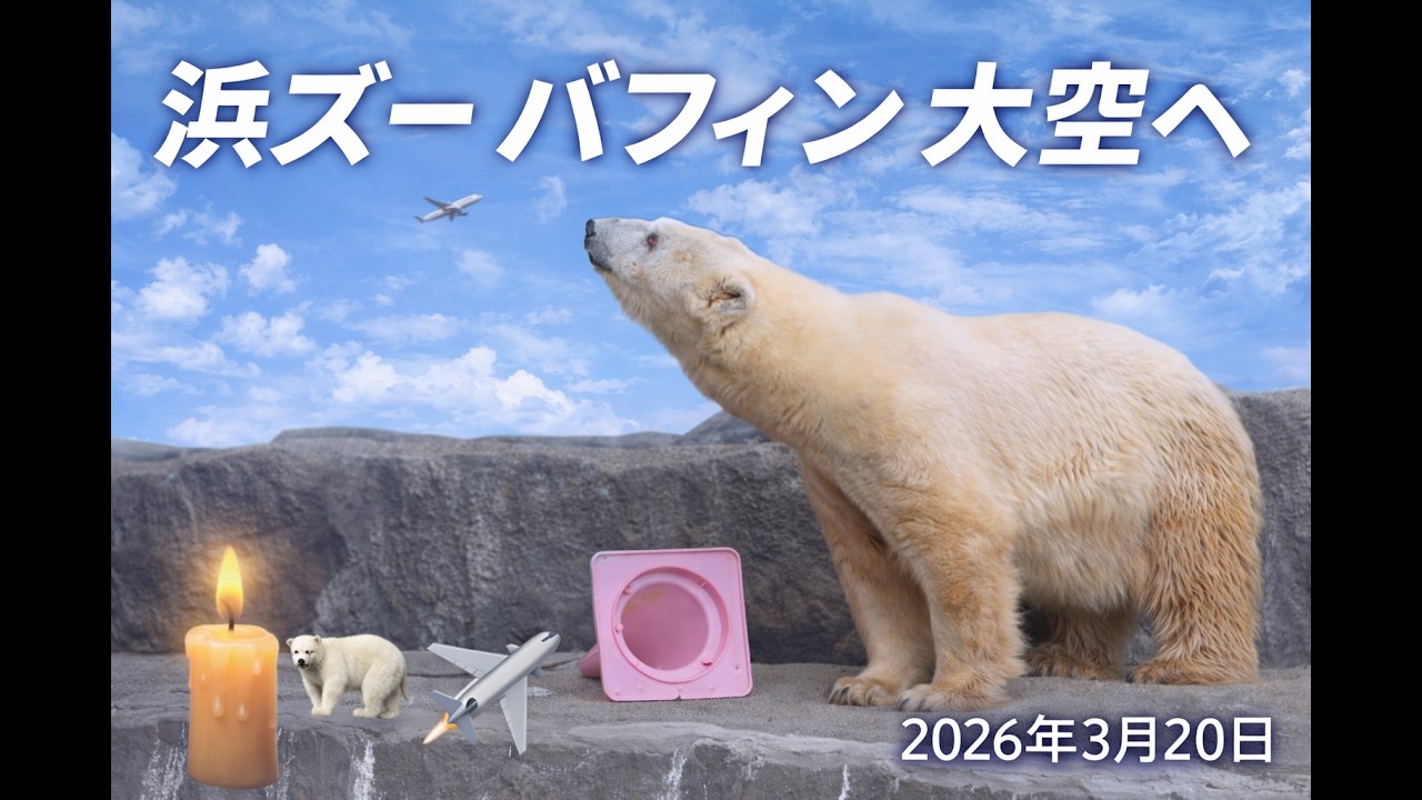 【浜松市動物園】ジェット音とともに――バフィン、大空へ✈️🐻‍❄️愛されたホッキョクグマ