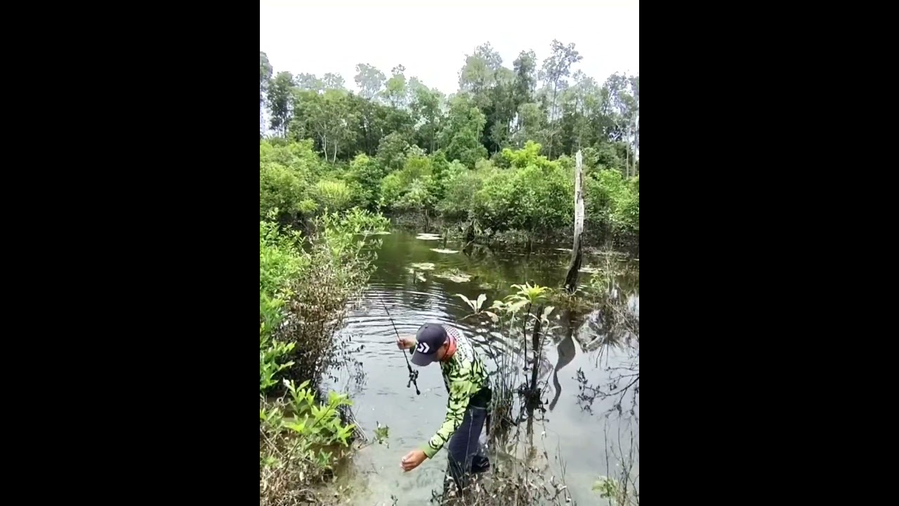 Gila !! ikan gabus nya sangat besar 