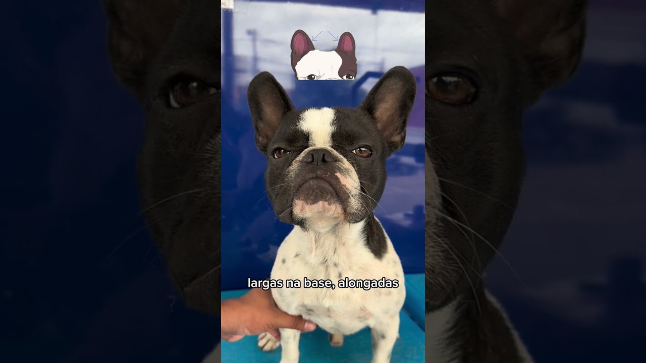 MEU BULDOGUE FRANC&Ecirc;S &Eacute; PADR&Atilde;O DA RA&Ccedil;A?