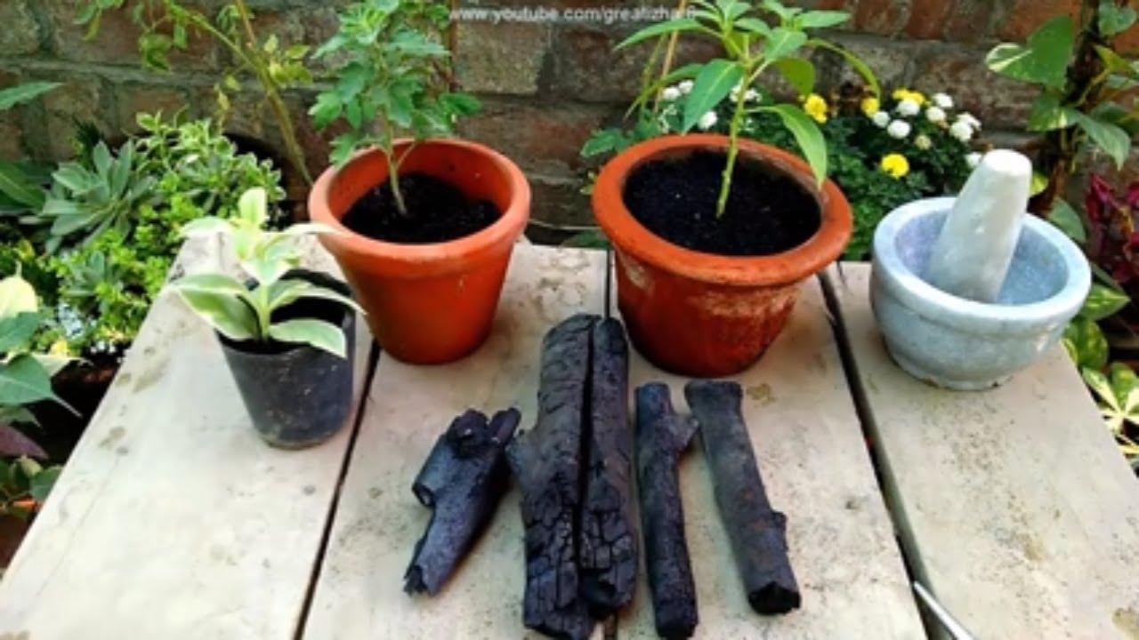 Charcoal Natural Fertilizer and Soil Conditioner | Garden Idea