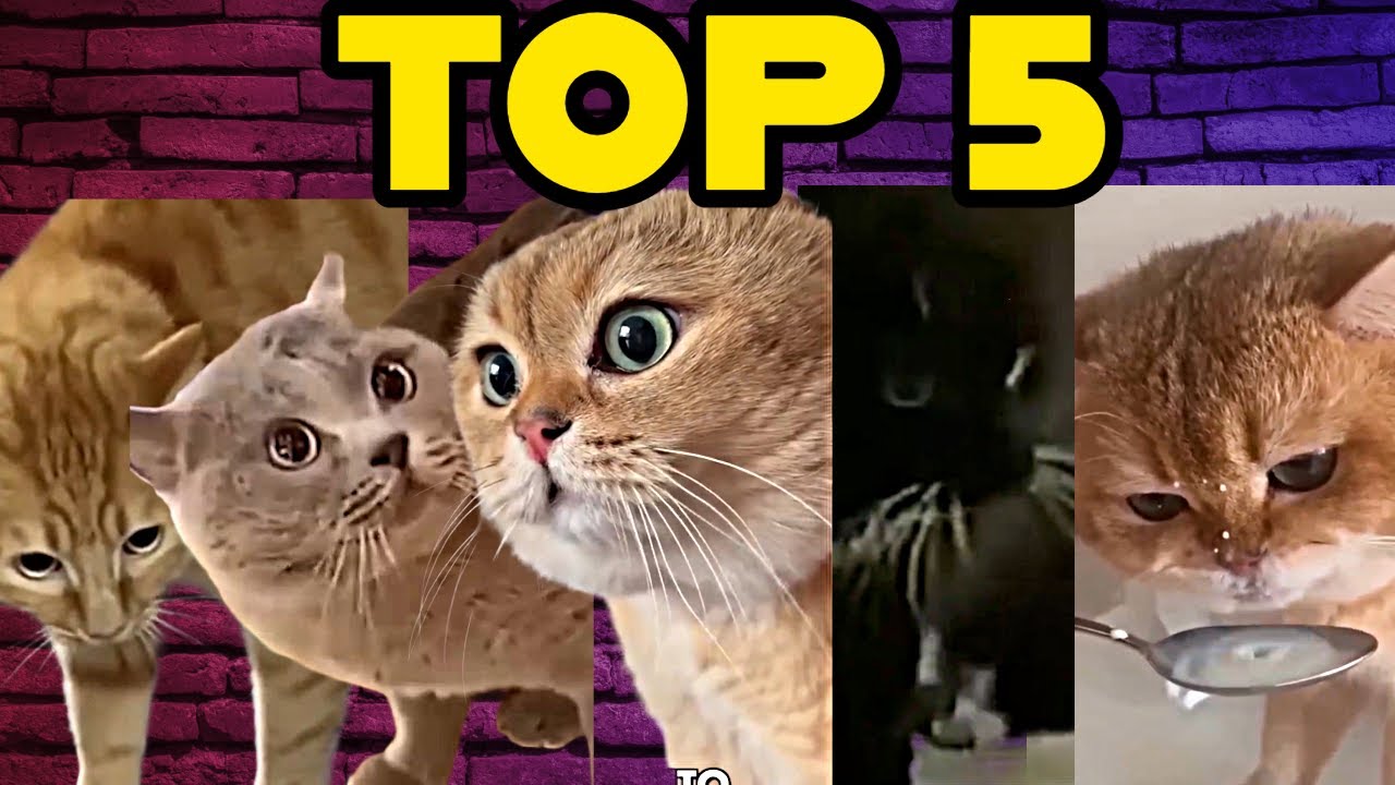 The Kiffness x Spaul  top 5 CAT song remix