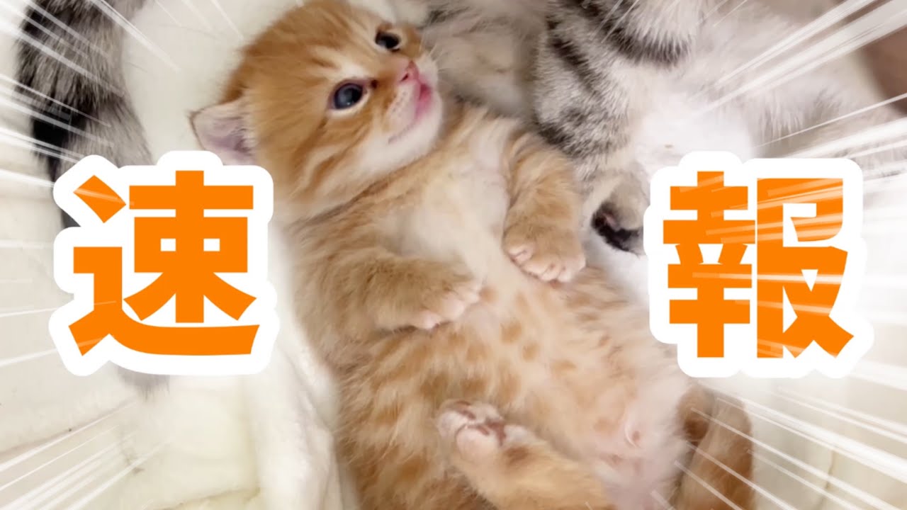【速報】遂にマンチカンの子猫ぽちゃくんに◯◯が...！ Tiny Munchkin Kitten💓【生後23日目】