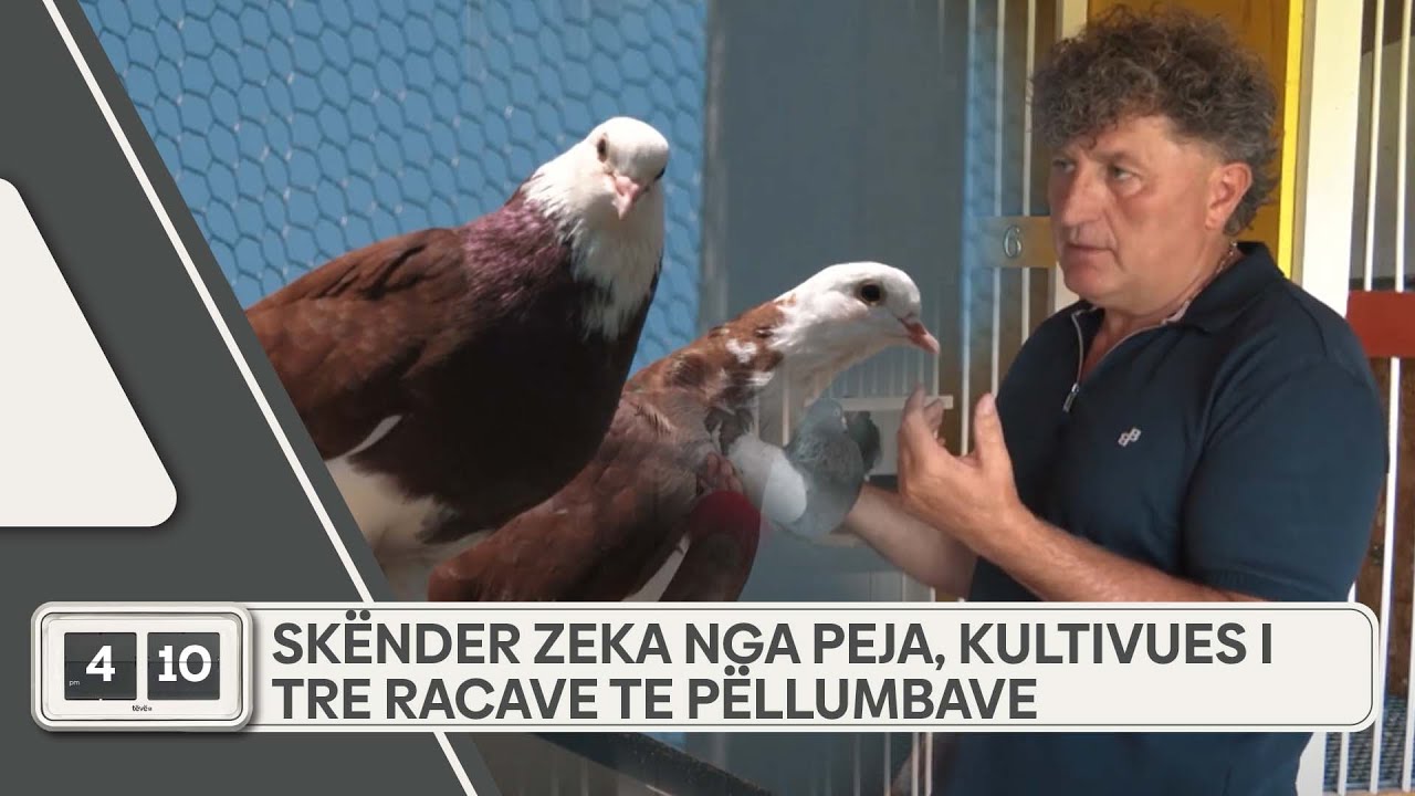 Skënder Zeka nga Peja, kultivues i tre racave te Pëllumbave