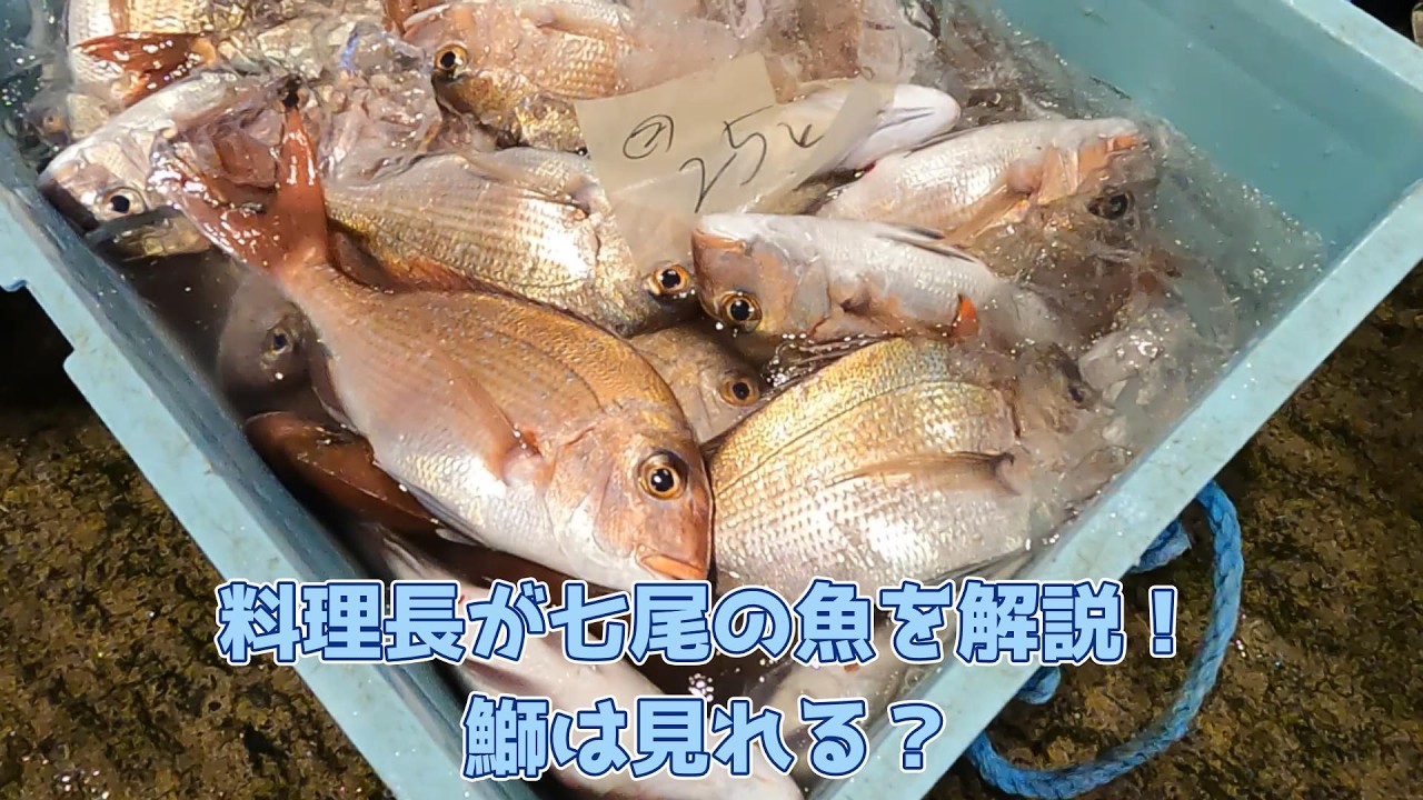 料理長が七尾の魚を解説！今年のぶりは？