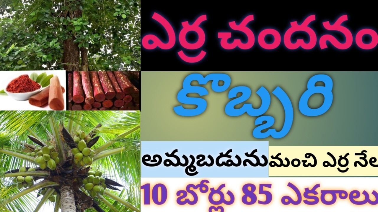 అగ్రికల్చర్ ల్యాండ్ ఫర్ సేల్ ఎన్టీఆర్ డిస్టిక్ ల్యాండ్ ఫర్ సేల్ ఆంధ్రప్రదేశ్ ల్యాండ్ ఫర్ సేల్