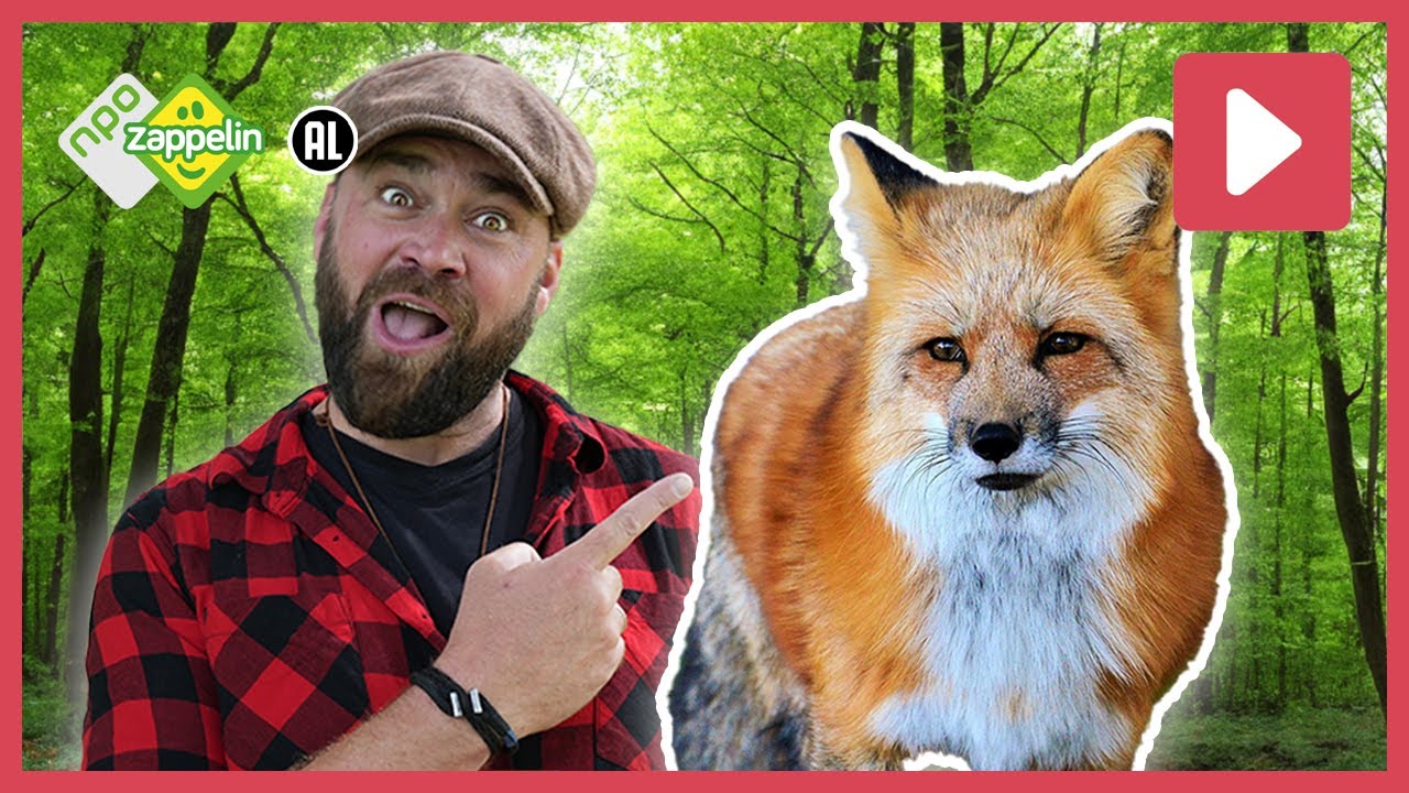VOS ZOEKEN 🦊 | Beestenbrigade Wilde Dieren | NPO Zappelin