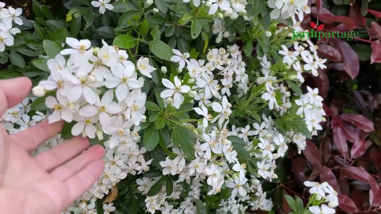 Oranger du mexique, Choisya : Découvrez cet arbuste très fleuri et parfumé