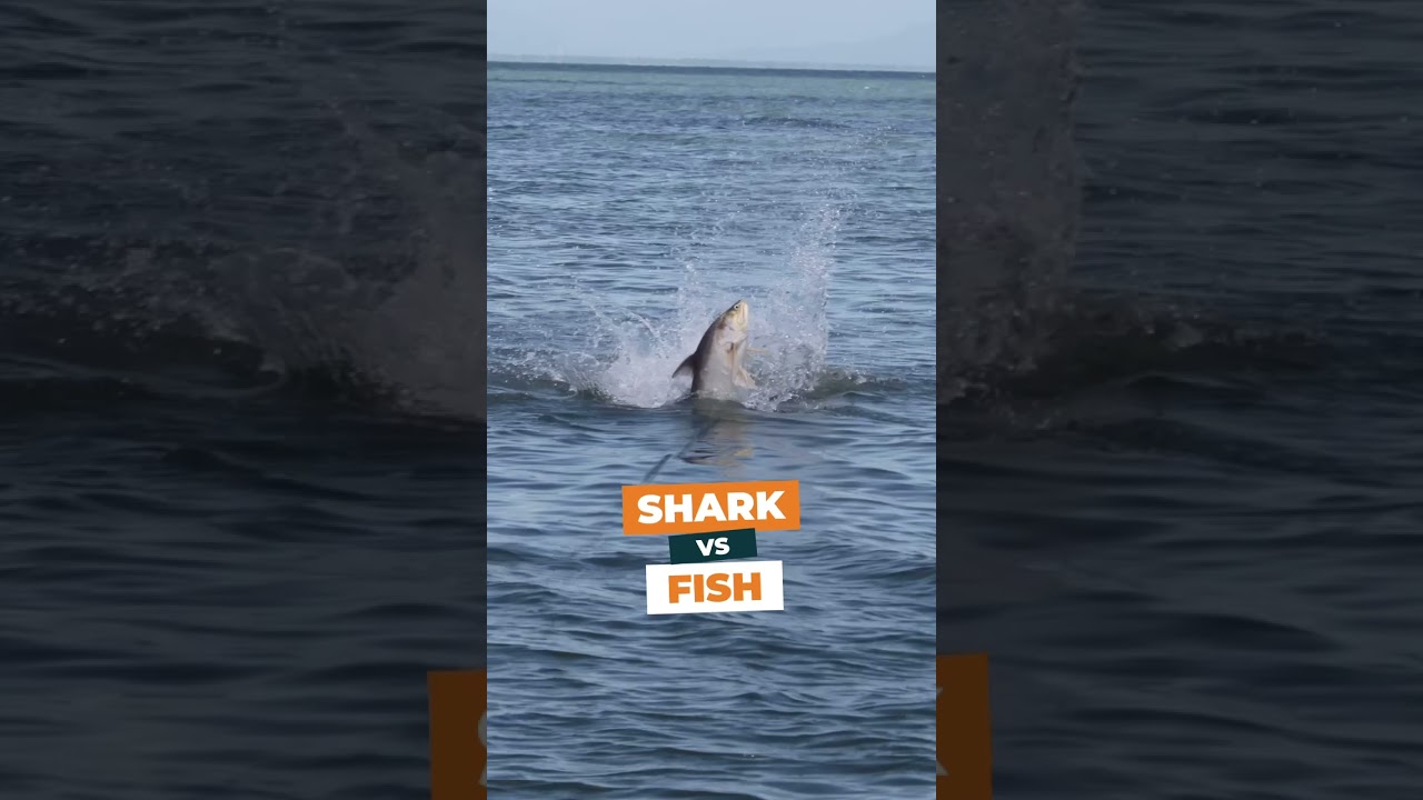 The moment this King Threadfin Salmon knew he was a goner&hellip; 🫣😒🦈