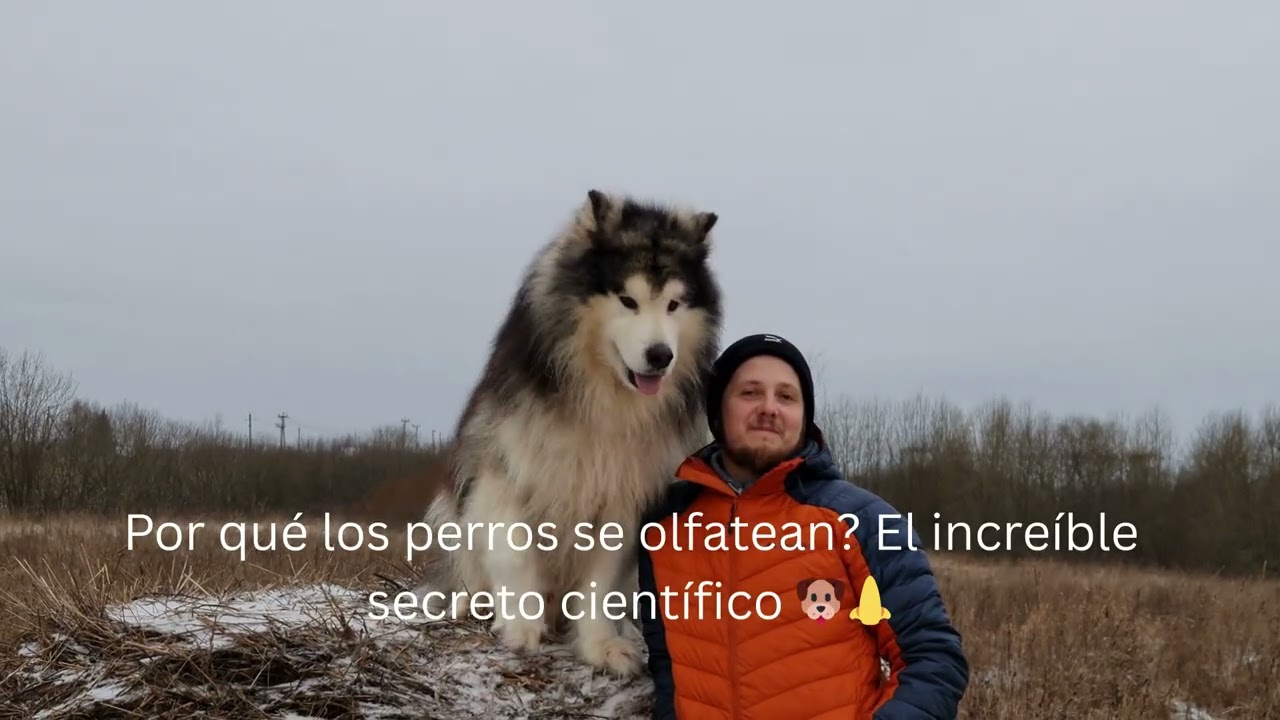 Por qué los perros se olfatean? El increíble secreto científico 🐶👃
