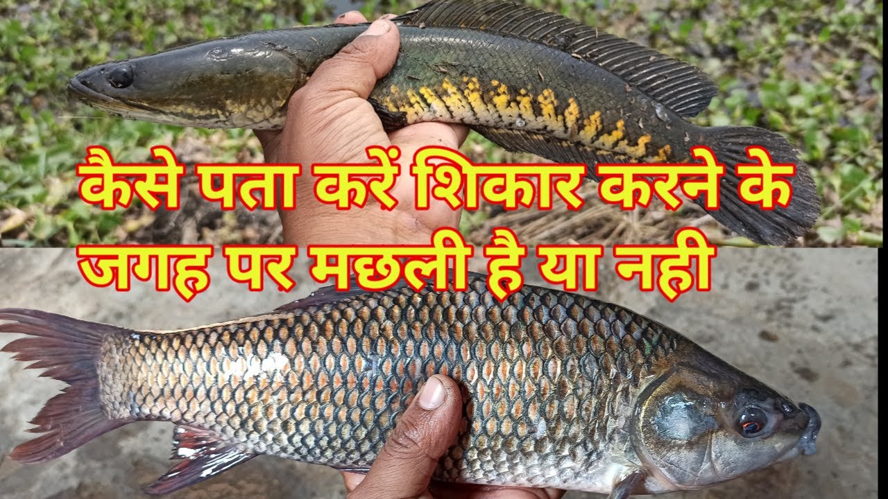 कैसे पता करें शिकार करने के जगह पर मछली है या नही || sunday comment box || episode 35(1)sundar bihar