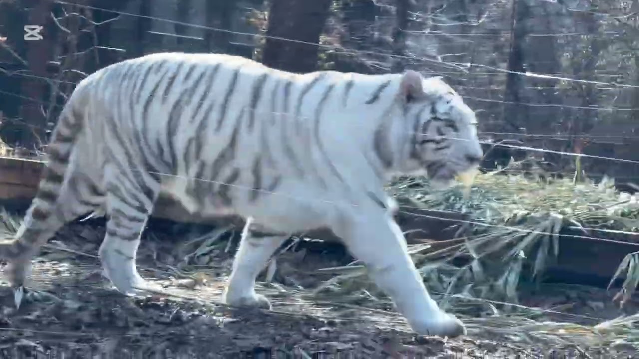 Everland Safari World Full Experience | Tiger, Lion & White Tiger 🐯🦁 | Yongin Korea