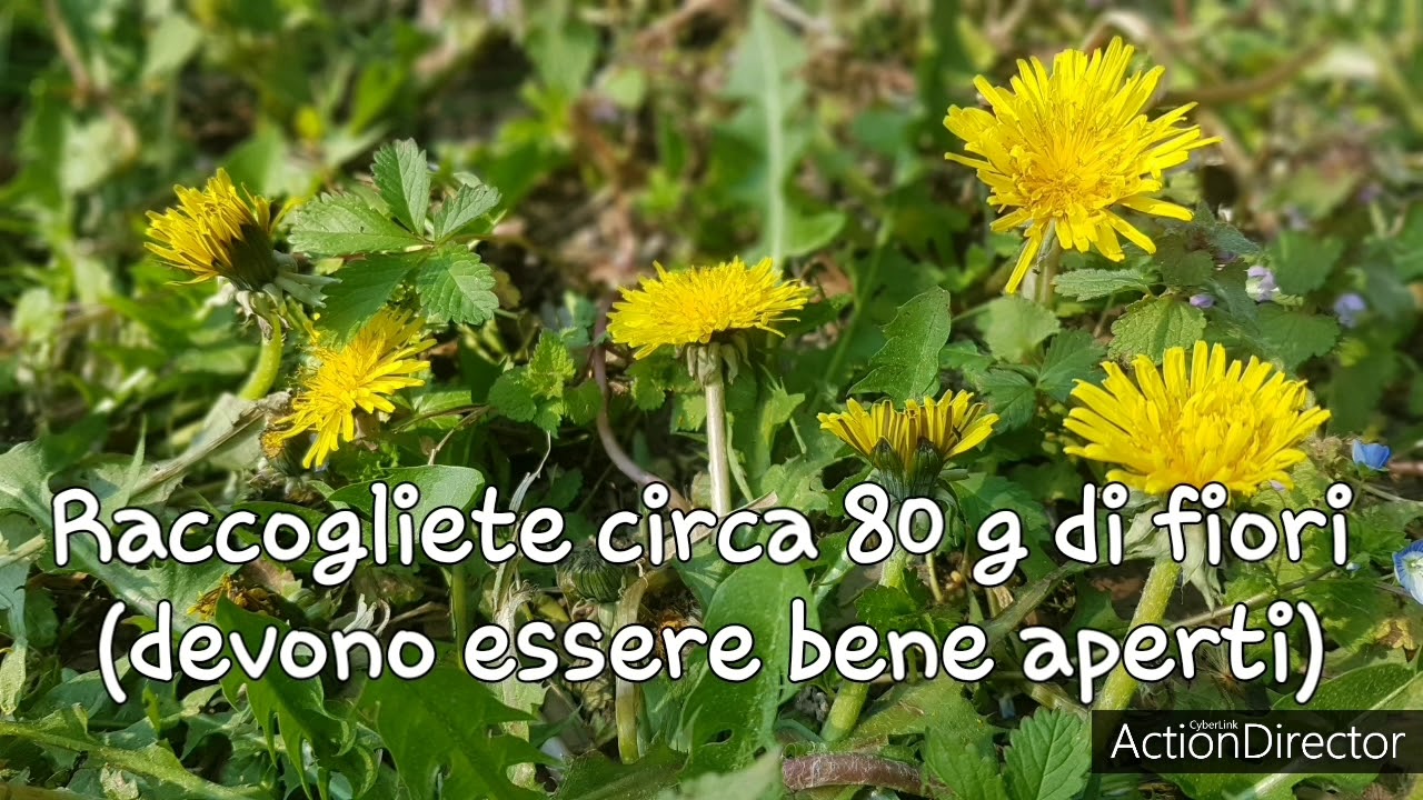 Come fare il miele di tarassaco