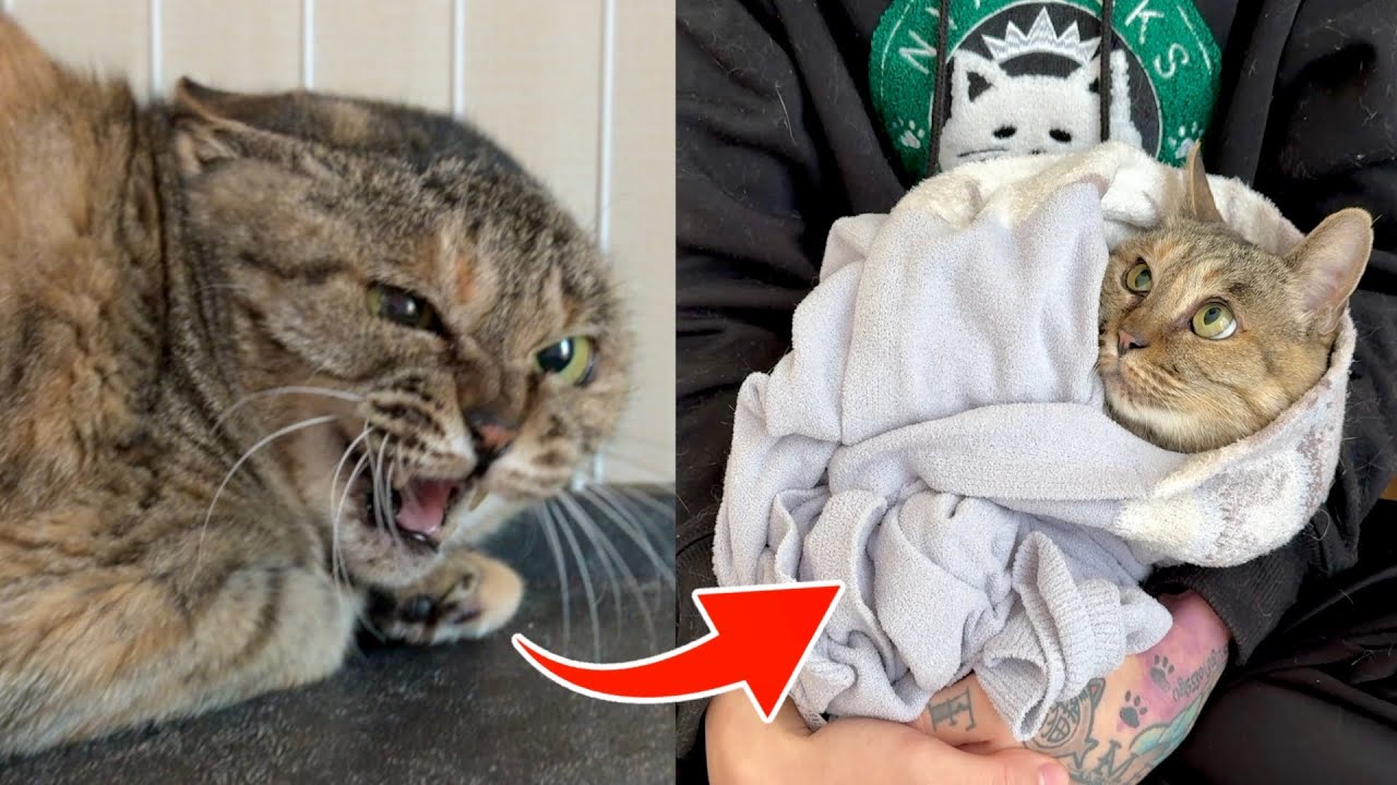 “心を閉ざしていたママ猫” 9ヶ月後の初めての抱っこで見せた反応…。