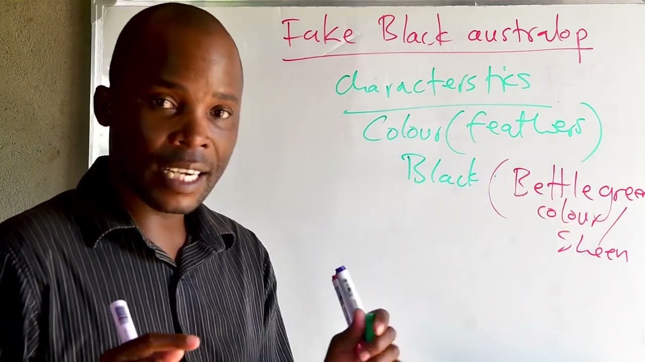 Fake Black Australop on The Zimbabwean market!