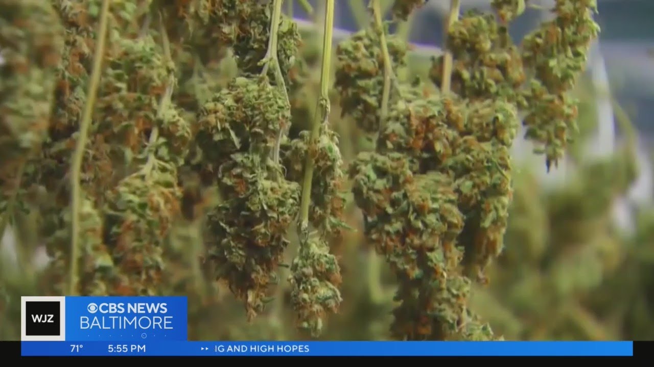 Recreational weed legalization in Maryland: Here's what you need to know