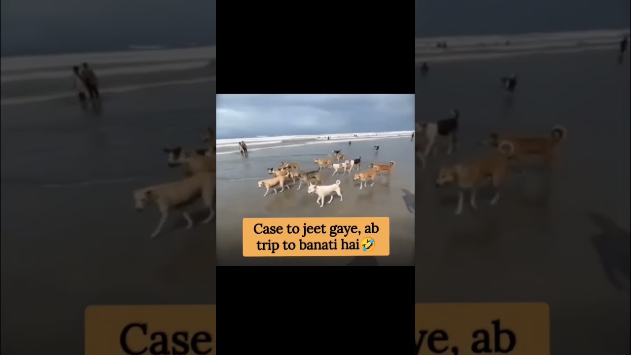 dog freedom 👌❤️