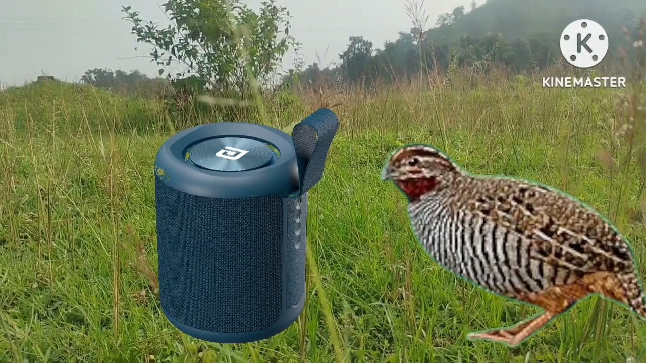 Lahori Shikar sound | bush quail sound | gundri awaaj | Bater ki awaaz | desi bird sound | barred