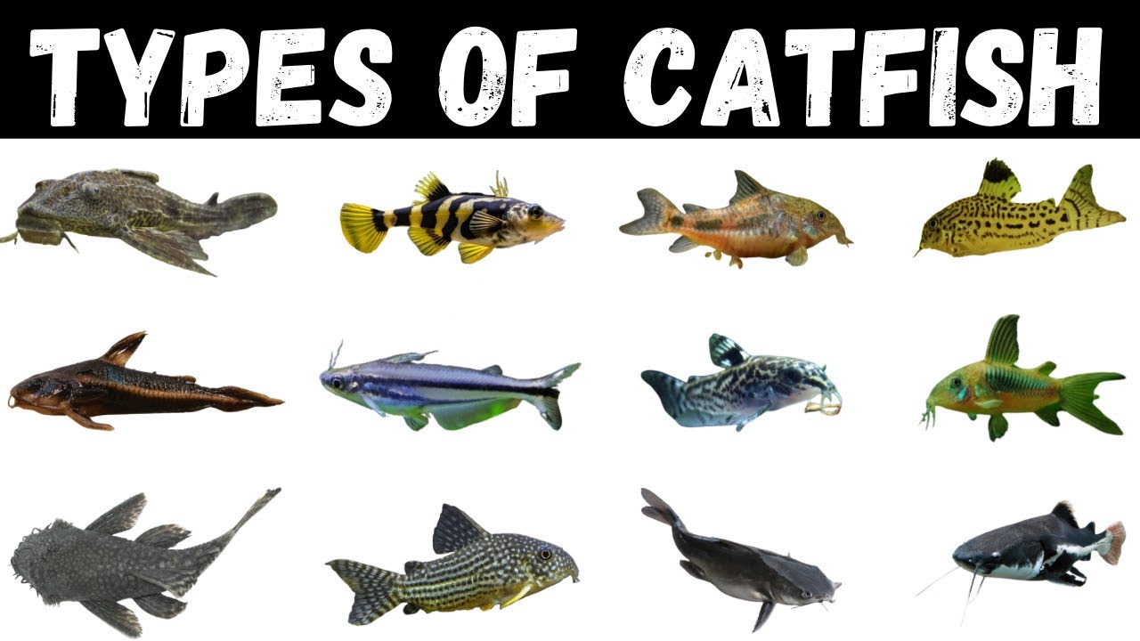 Types Of Catfish | Catfish Vocabulary For Kids | Marine Education #catfish #education