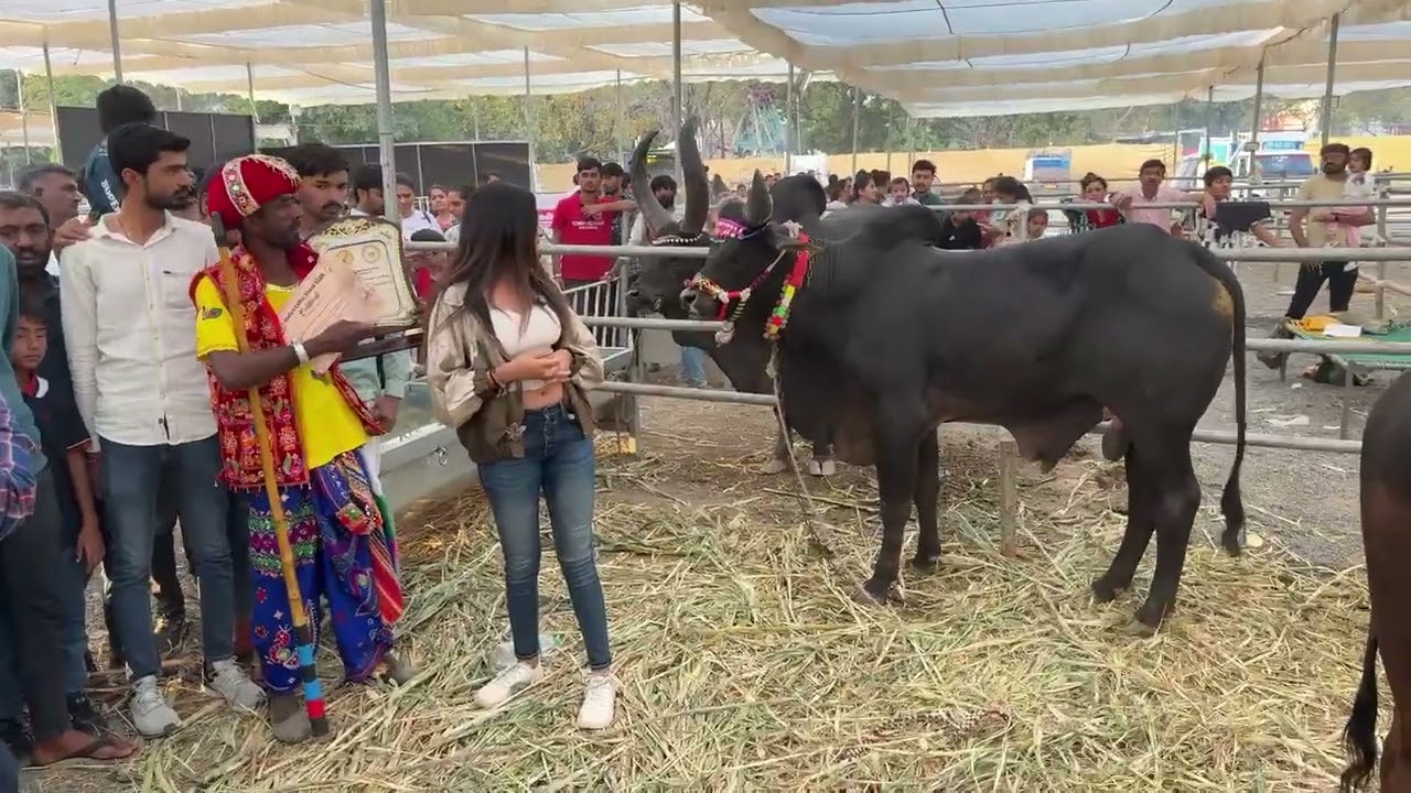 Kankarej king of ribdi lala hari 🦅
