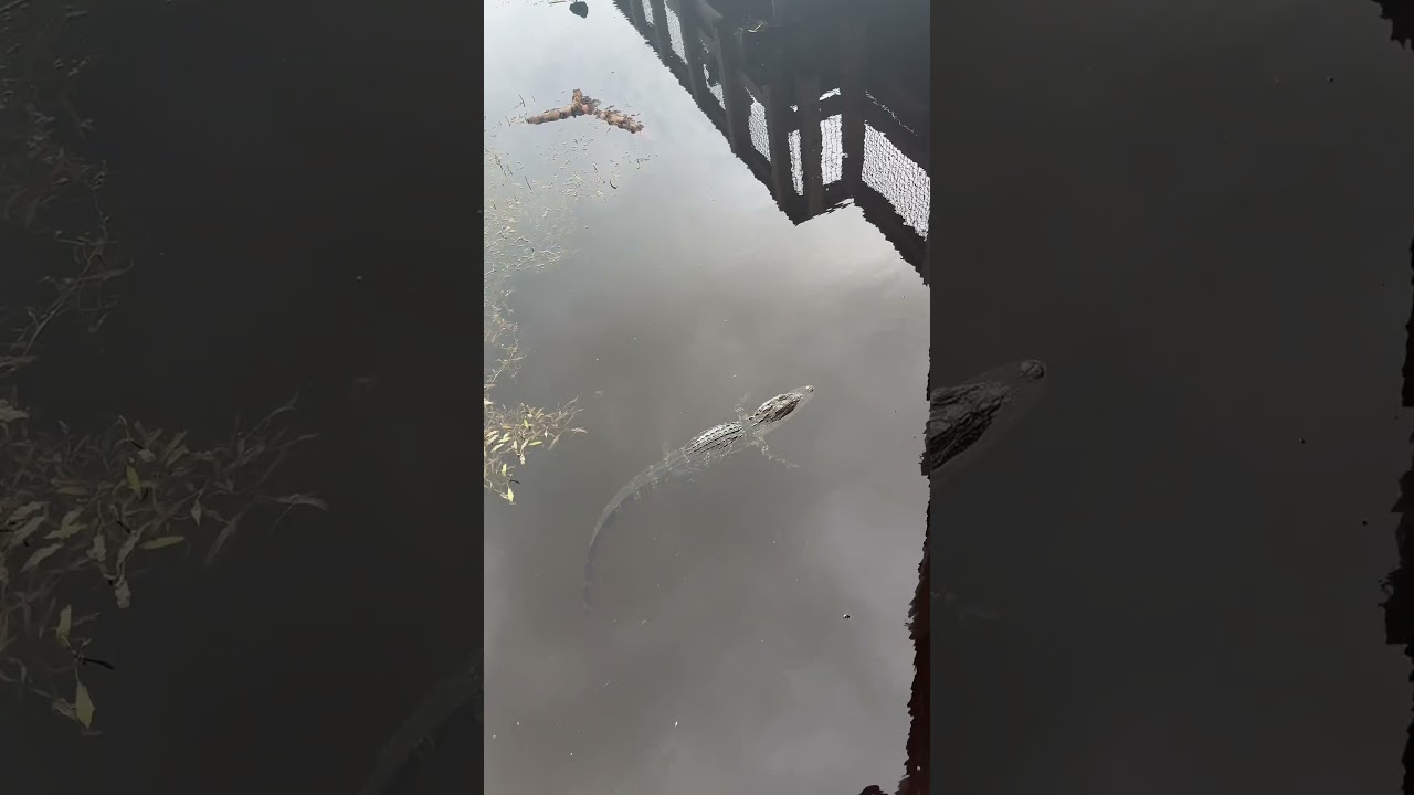 #alligators