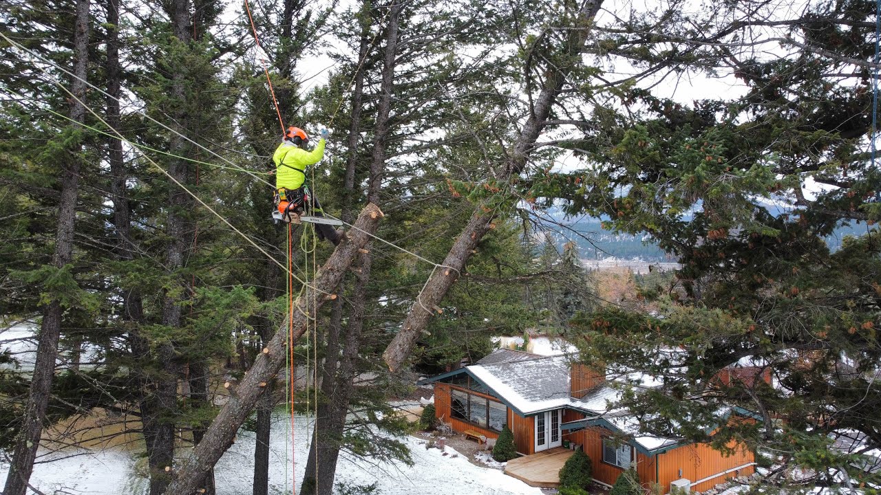 Technical Tree Removal