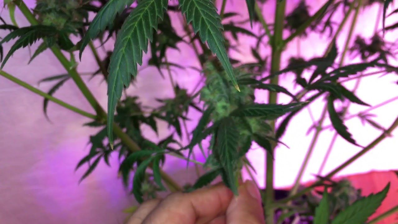 Blueberry & ak47 autoflower day 