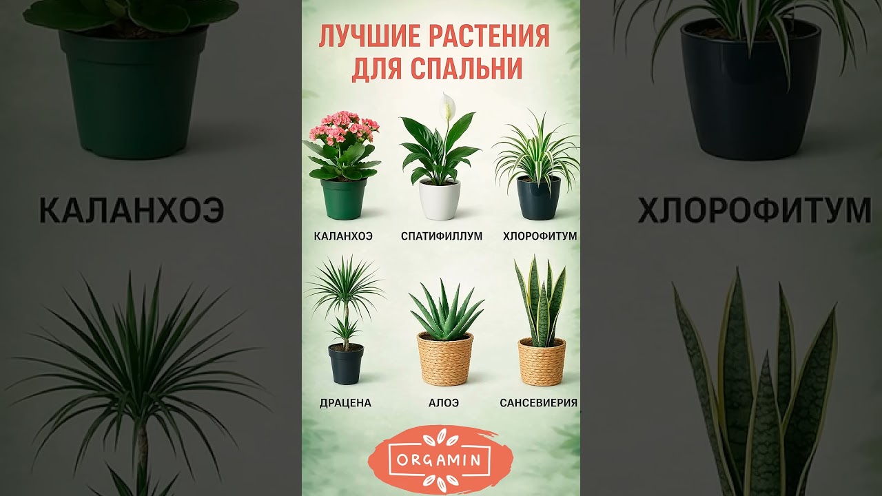 Лучшие растения для спальни #садоводничество  #огороднаподоконнике #комнатныерастения