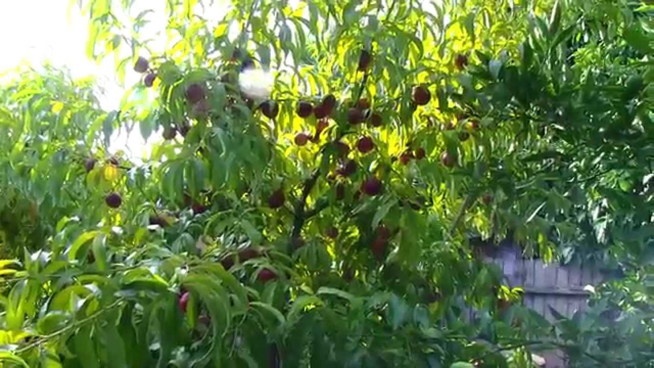 Nectarine Tree - Full of Flavor and Very Sweet