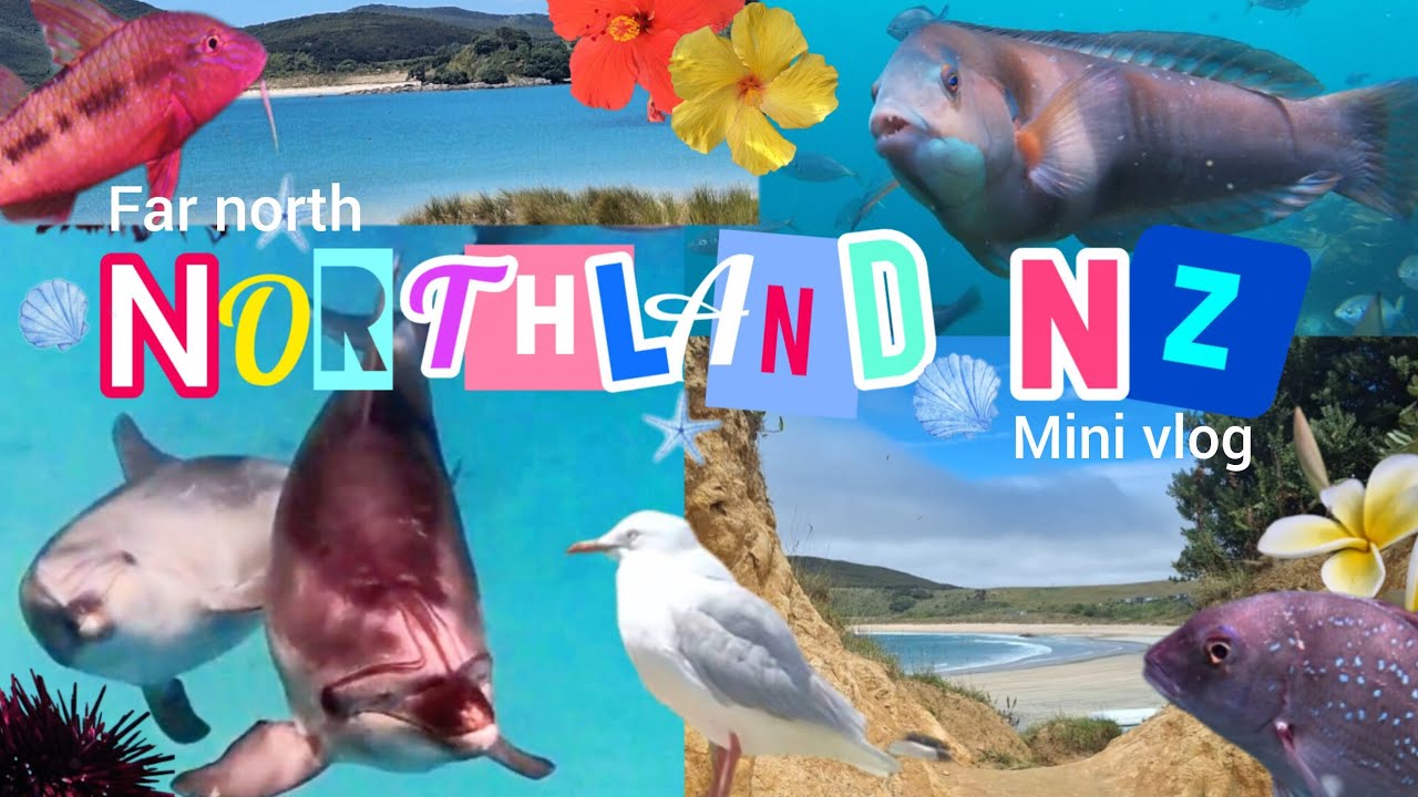 Hidden Snorkeling Spots & Wild Dolphins | Far North NZ Road Trip mini vlog
