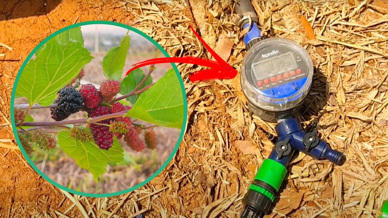 Irrigação automática com Temporizador Aqualin Gotejamento