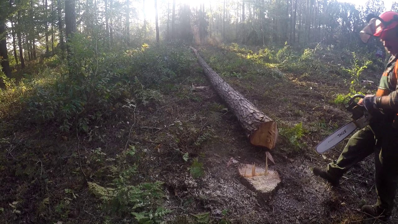 !Praca w lesie 2018!