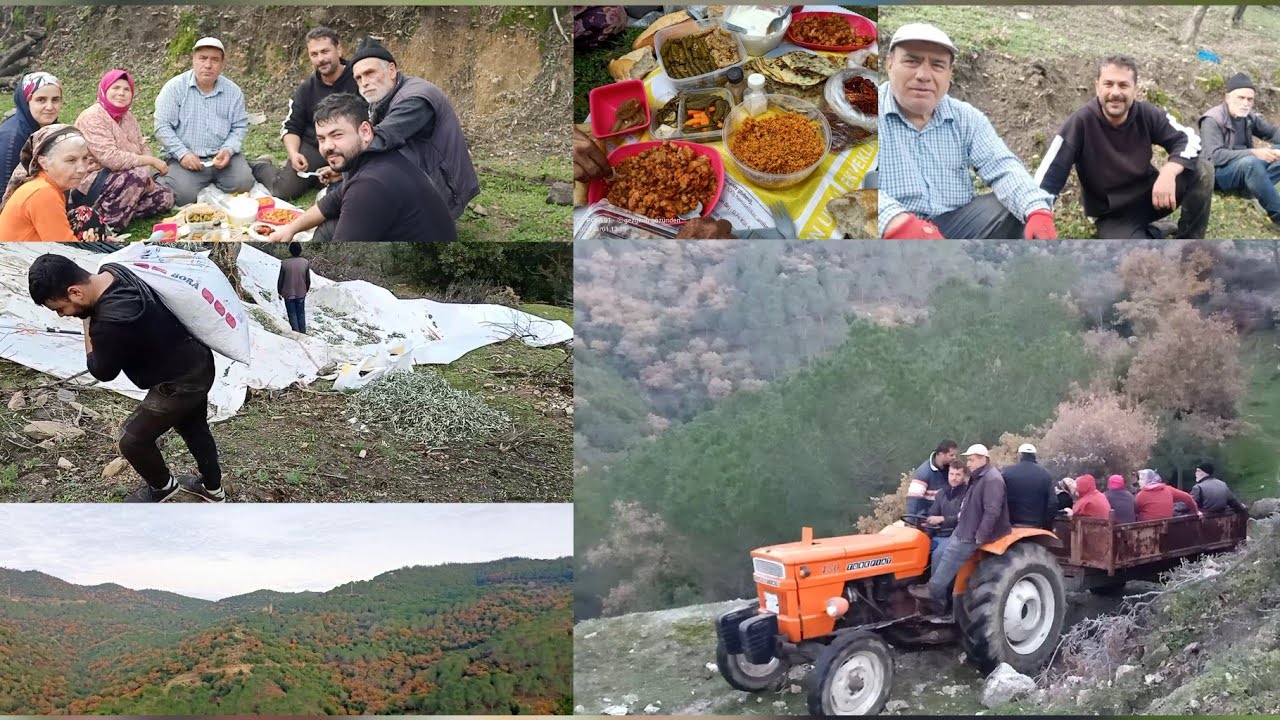 ZEYTİN İŞÇİLİĞİ  KOÇARLI(ÇEŞME KÖYÜNDE)